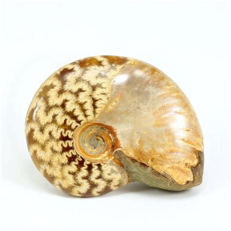ammonites comprar
